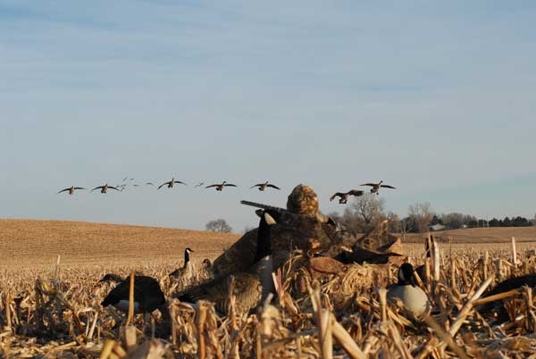 snow goose hunting