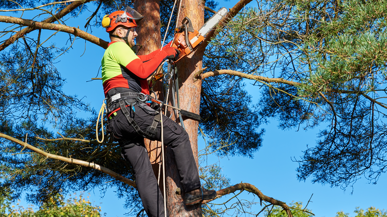 Tree Service