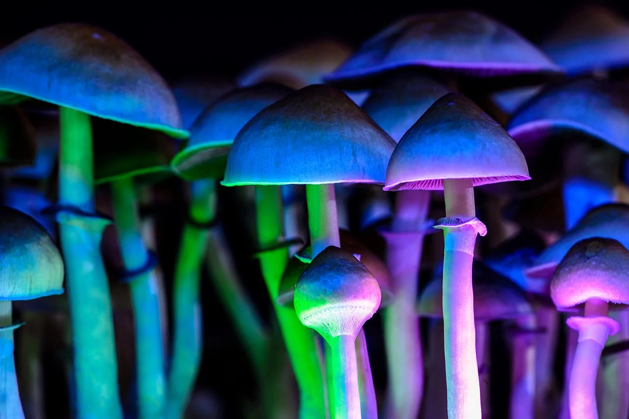  Magic Mushrooms